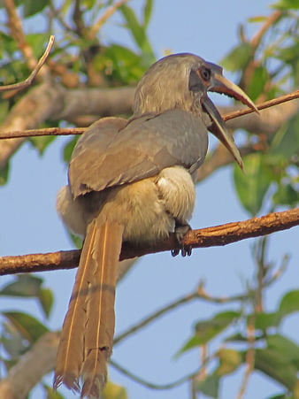 Indian Grey Hornbill perched on a tree branch