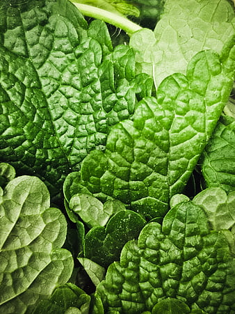 Close-up of fresh green lemon balm leaves texture
