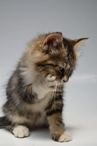 Fluffy Tabby Kitten Sitting on White Background