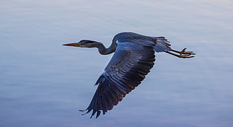 Great Blue Heron Flying Over Calm Water