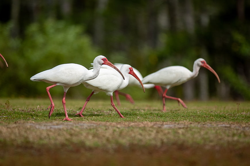 White ibis birds walking in a grassy field