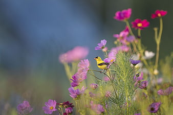 Yellow bird perched on purple cosmos flowers in a field