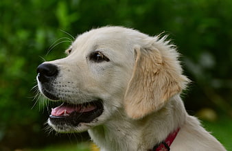 Close-up portrait of a happy golden retriever puppy outdoors