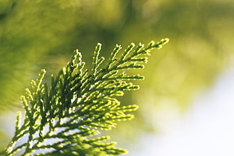 Close-up of vibrant green cedar branch with soft bokeh background
