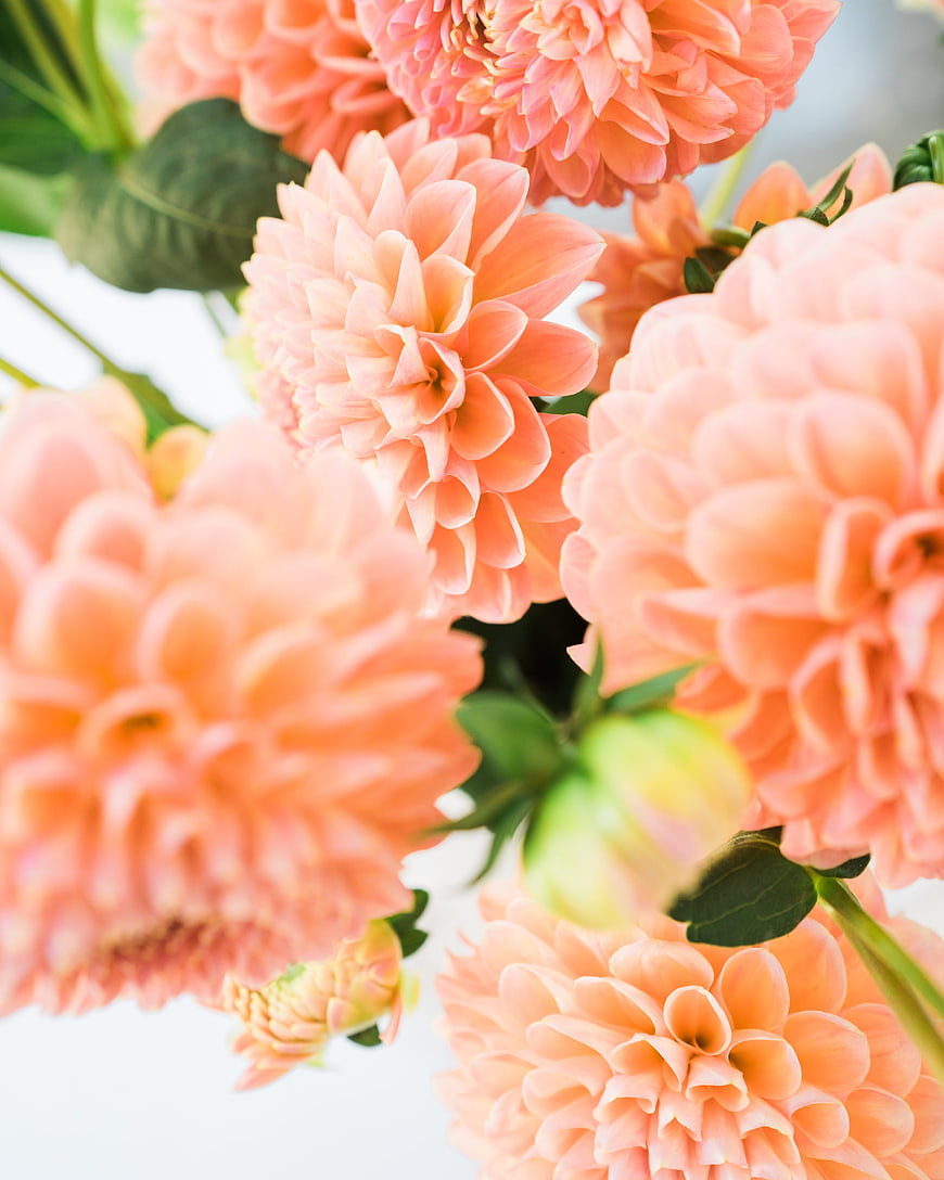 Soft Peach Dahlia Flowers Close-Up on White Background