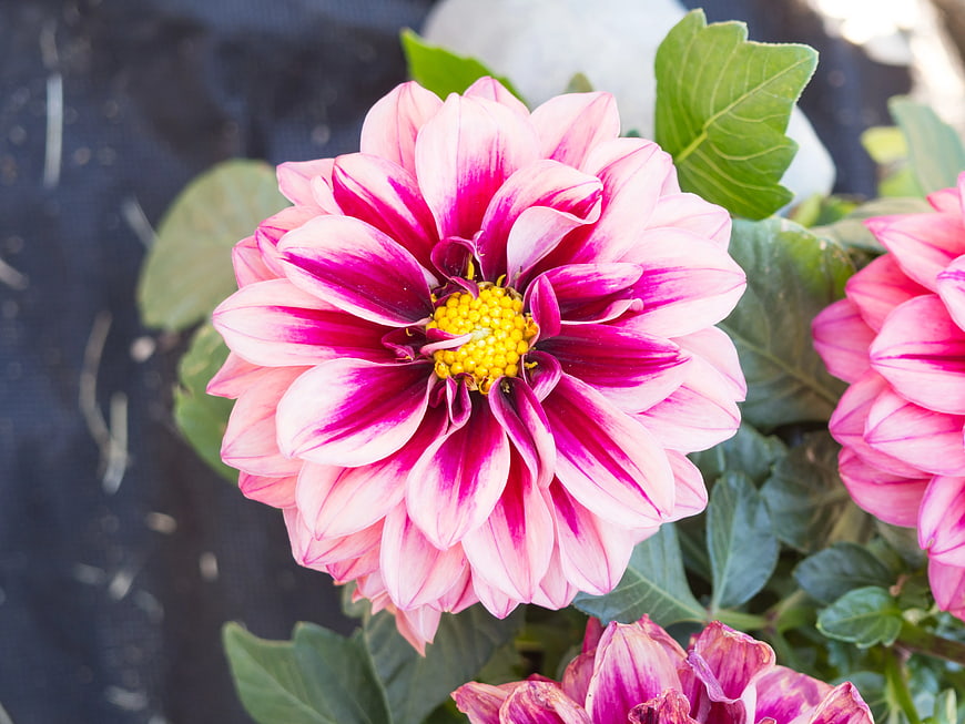 Pink and Magenta Dahlia Flower Close-Up