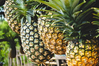 Close-up of fresh pineapples hanging at a tropical market