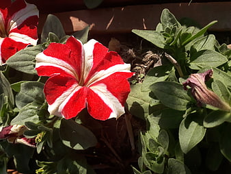 Red and White Petunia Flower in Garden Sunlight