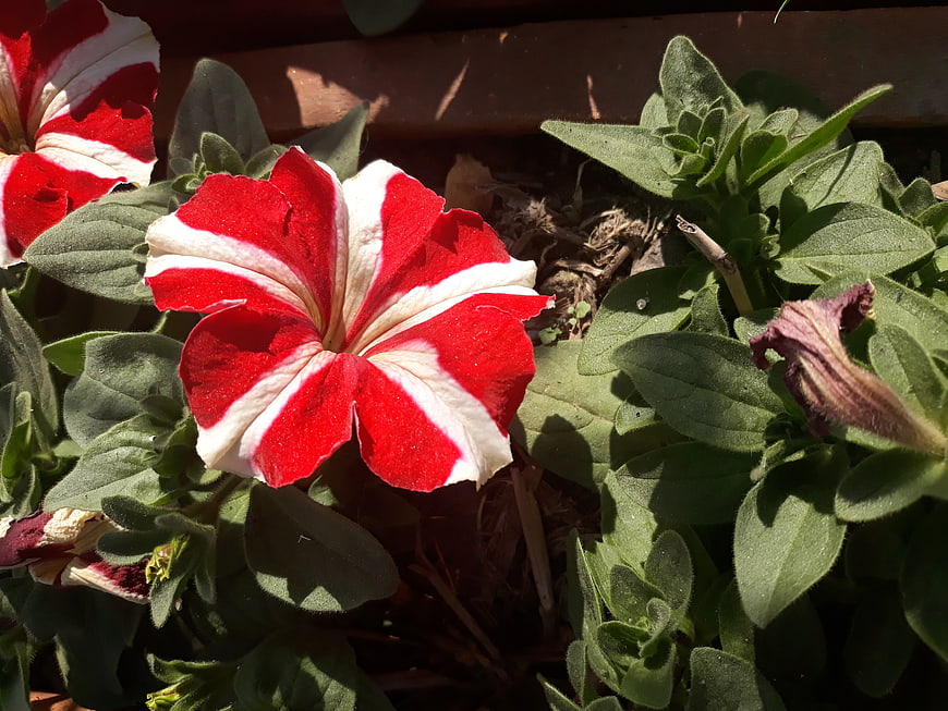 Red and White Petunia Flower in Garden Sunlight