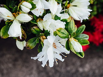 Close-up of White Azalea Flowers with Green Leaves