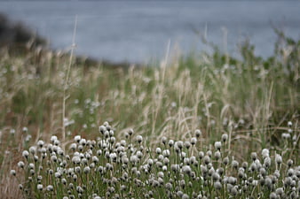 White Wildflowers in Coastal Meadow with Blurred Ocean Background