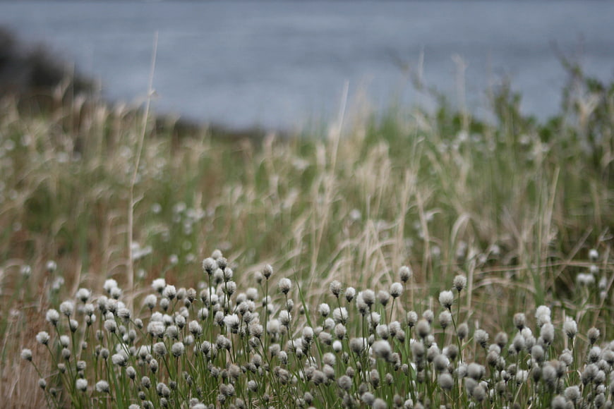 White Wildflowers in Coastal Meadow with Blurred Ocean Background