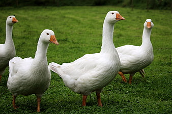 White Geese Standing in Green Grass Field