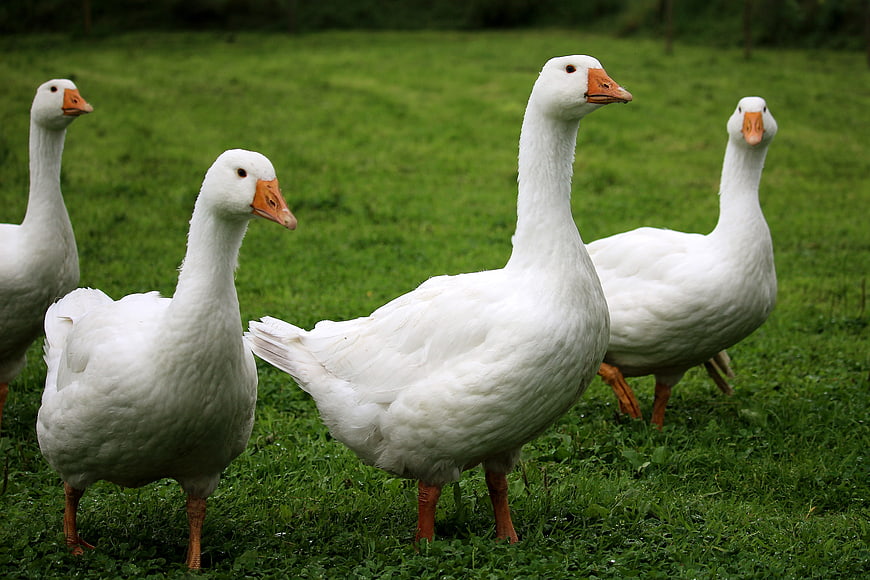 White Geese Standing in Green Grass Field