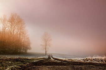 Foggy Winter Landscape With Frosty Field And Bare Trees