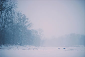 Deer in snowy winter forest landscape with fog
