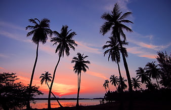 Tropical Palm Tree Silhouettes Against Vibrant Sunset Sky