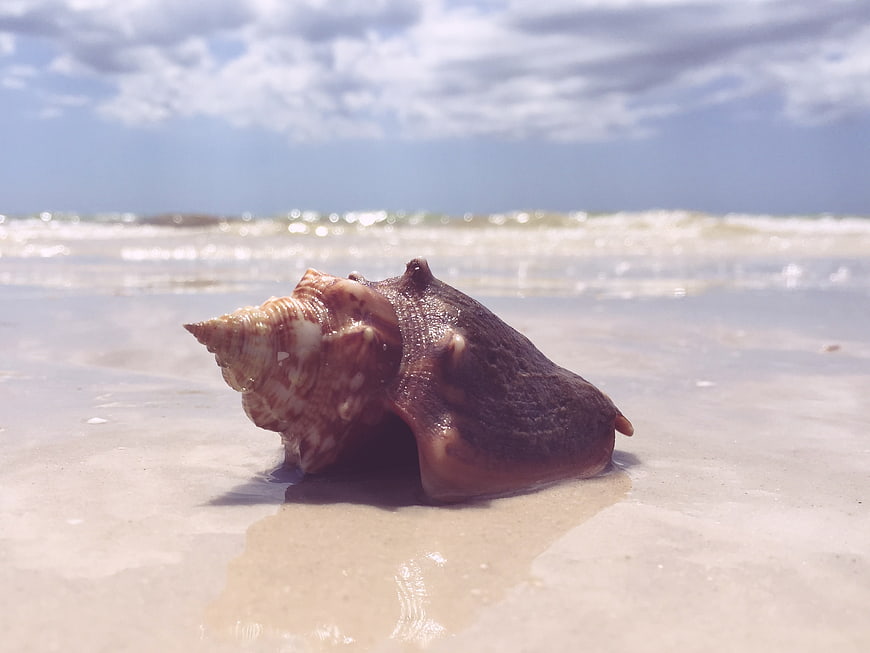 Close-up of a large seashell on wet sand beach