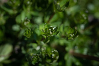 Close-up of fresh green plant leaves with blurred background