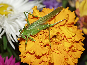 Green Katydid Insect on Yellow Marigold Flower