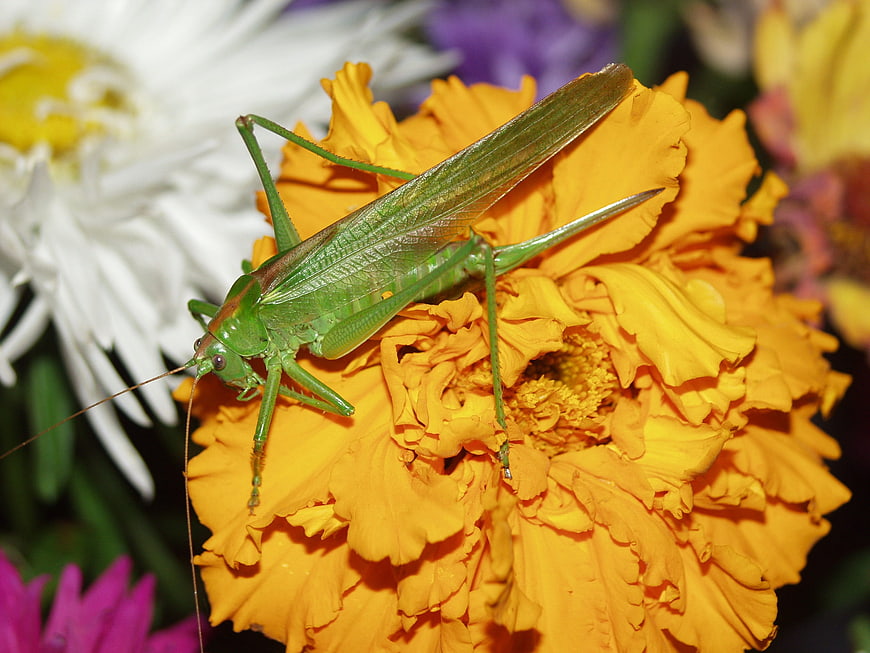 Green Katydid Insect on Yellow Marigold Flower