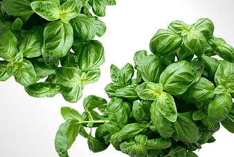 Fresh Green Basil Leaves on White Background