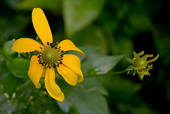 Close-up of Yellow Coreopsis Flower with Green Background