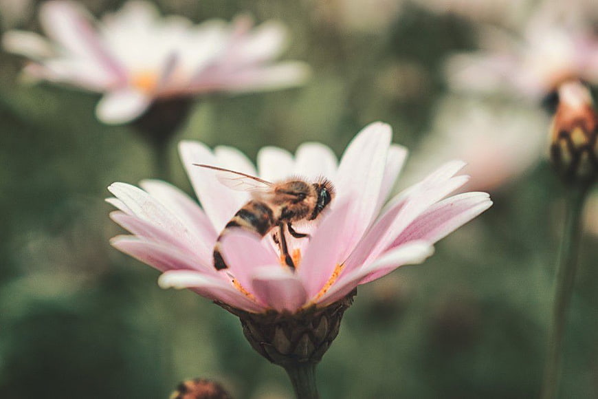 Honey Bee Pollinating Pink Daisy Flower Close Up