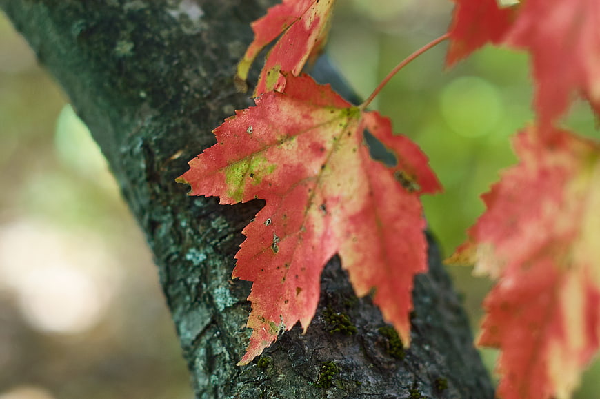 Close-up of red maple leaf on tree bark in autumn