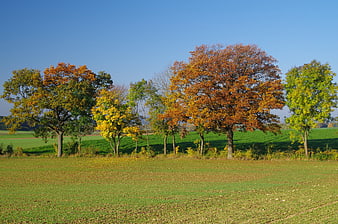 Autumn trees with colorful leaves in a green meadow