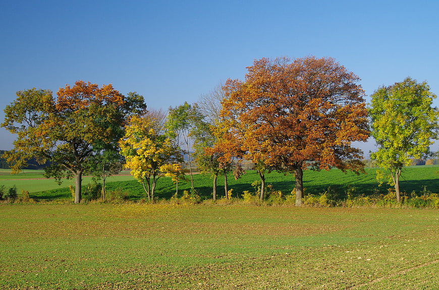 Autumn trees with colorful leaves in a green meadow