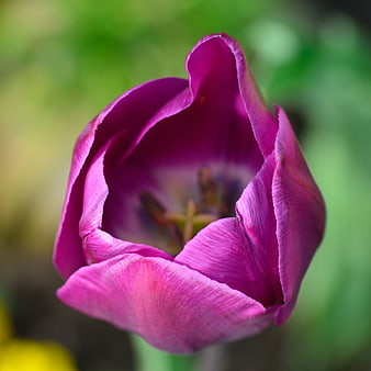 Close-up of a vibrant purple tulip flower with blurred green background