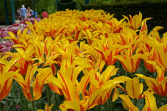 Vibrant Yellow and Red Tulips in a Garden Bed