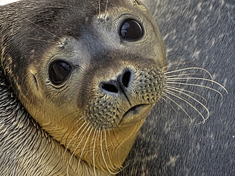Close-up portrait of a harbor seal with expressive eyes and whiskers