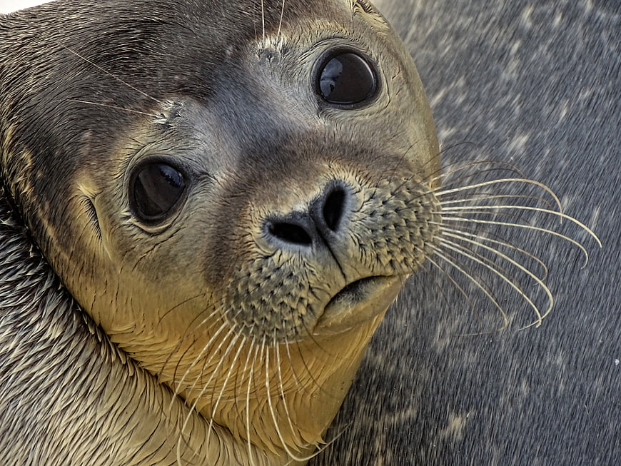 Close-up portrait of a harbor seal with expressive eyes and whiskers
