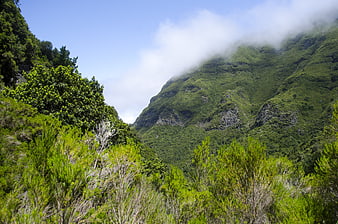 Lush green mountain valley with misty clouds and dense forest