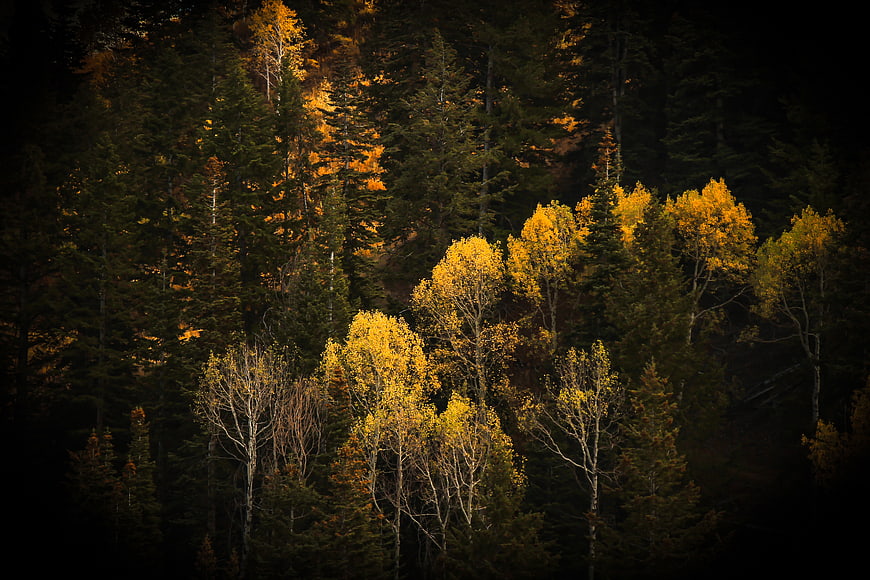 Golden Aspen Trees in Dark Mountain Forest