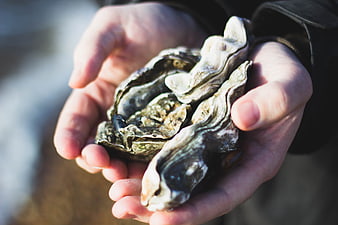 Hands holding fresh raw oysters in shells