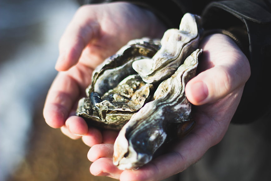 Hands holding fresh raw oysters in shells