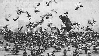 Man Feeding Flock of Pigeons in Black and White