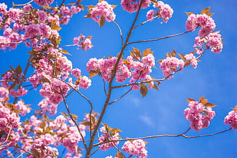 Pink cherry blossoms against a clear blue sky