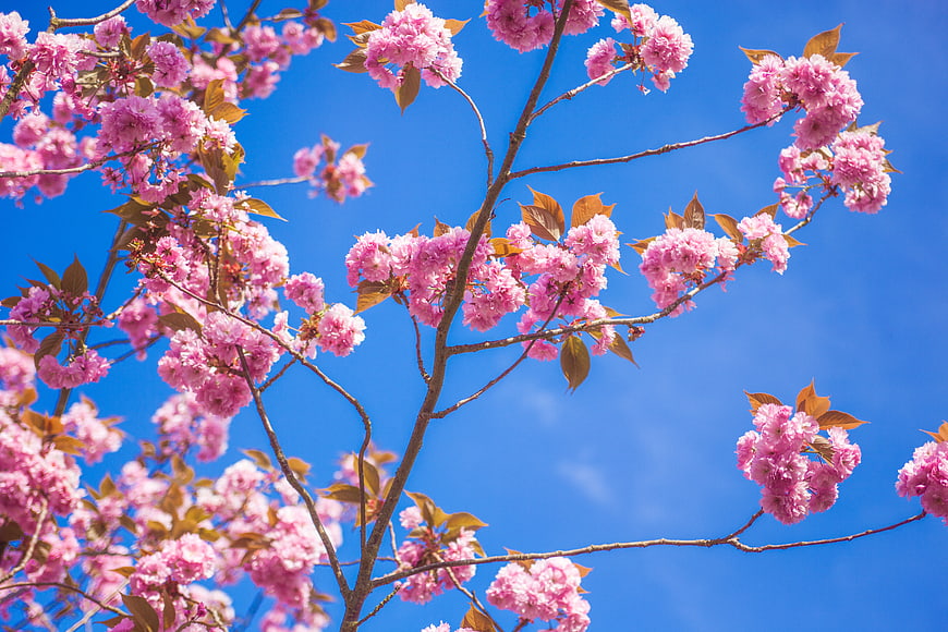 Pink cherry blossoms against a clear blue sky