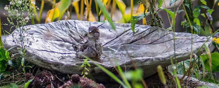 Small sparrow bathing in stone leaf bird bath garden