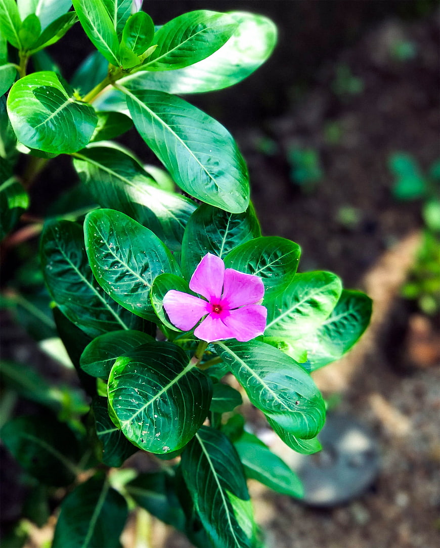 Vibrant Pink Periwinkle Flower with Green Leaves
