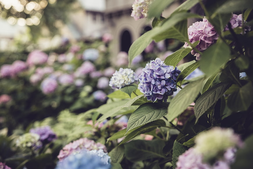 Close-up of purple and blue hydrangea flowers in a garden