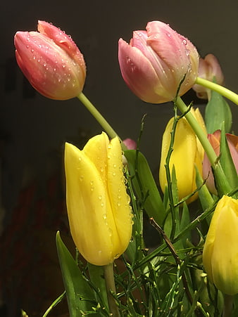 Close-up of pink and yellow tulips with water droplets