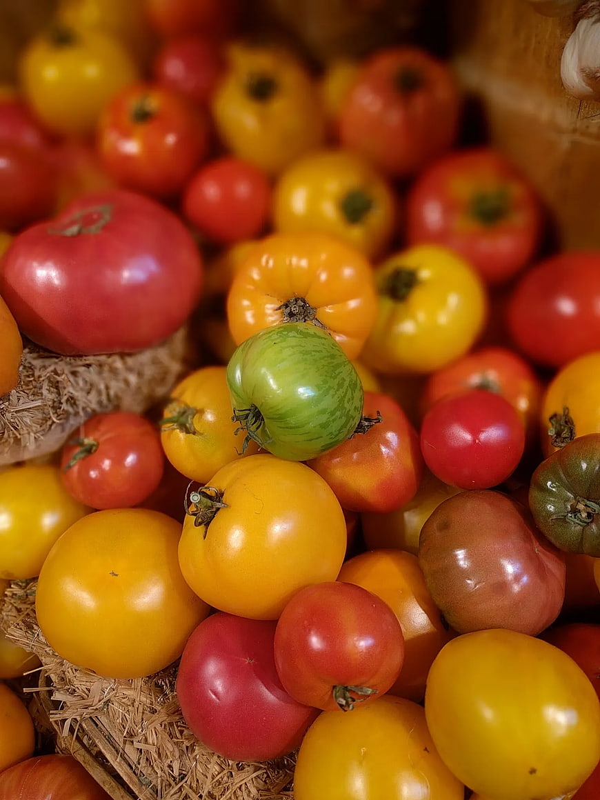 Colorful Heirloom Tomatoes in Straw Basket