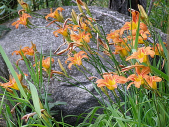 Orange Daylilies Blooming Against a Large Gray Rock