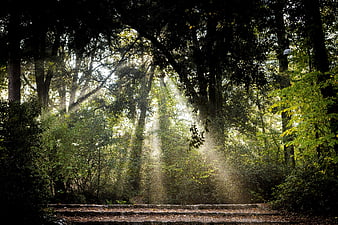 Sunbeams streaming through misty forest canopy