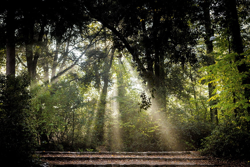 Sunbeams streaming through misty forest canopy